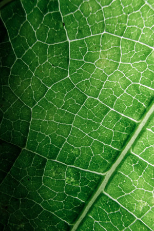 Green leaf texture, plant veins, macro photo, wallpaper