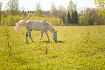 White horse walks and eats grass in a field in the villageの写真素材