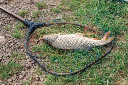Carp caught in a pond lies on the ground in a fish net, successful summer fishingの写真素材