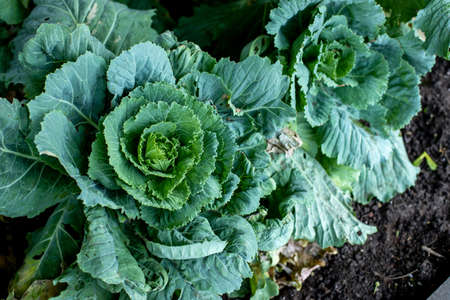 Ornamental green plant a head of cabbage close-upの写真素材