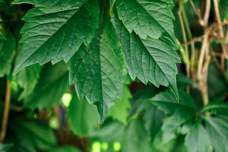 Glowing grape leaves on vine gently touching cement ground with dark green foliage in backgroundの写真素材