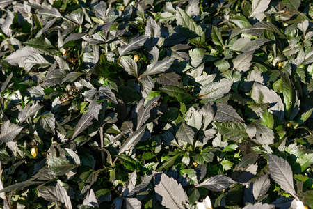 plants with dark leaves all over the frameの写真素材
