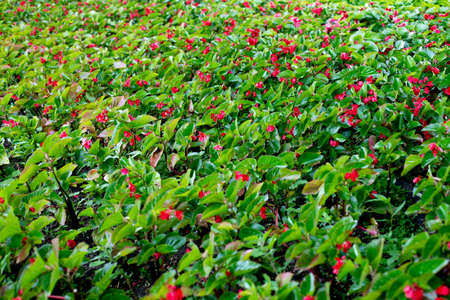 Plantation for the cultivation of decorative red flowers for flower beds in parksの写真素材