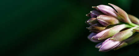 Purple bud of an unblown flower on a dark background. Bannerの写真素材