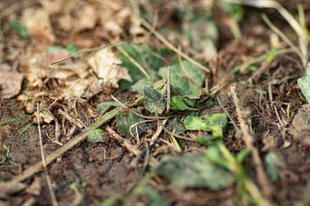 Brown ants in the forest. high quality photoの写真素材
