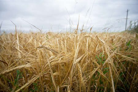 Wheat field - many spikelets of grain for bread in a field in a village. high quality photoの写真素材