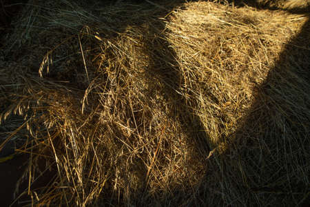 Hay in a barn in the village in the light of the sun. high quality photoの写真素材