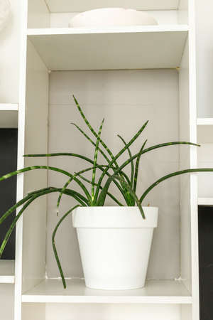 Home green plant in a shelf on a shelf in the interior
