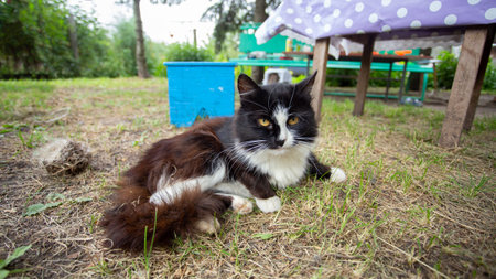 Country mongrel cat lies on the grass. high quality photoの写真素材