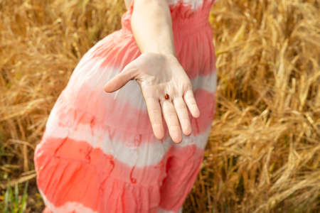 Ladybug on a girls arm in a wheat field on a sunny dayの写真素材