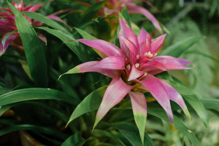 Unusual flower in the botanical garden, bright beautiful blooms. high quality photoの写真素材