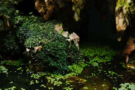 Plants near a pond in the rainforest - botanical gardenの写真素材