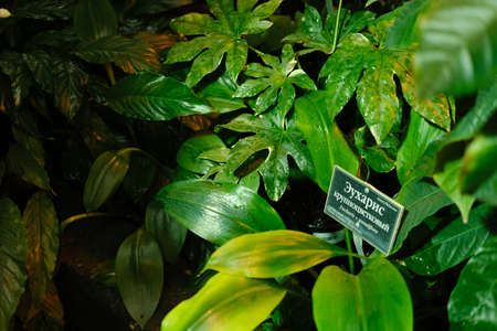 Plants near a pond in the rainforest - botanical garden, Eucharisの写真素材