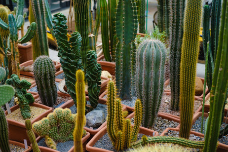 unusual cactus - greenhouse with cactus in the botanical garden, many plants