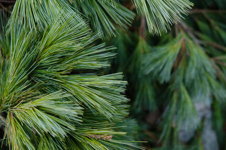 Botanical Garden - coniferous green trees in the parkの写真素材