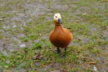 Cute red duck walks the lawn in the spring, looking for food. high quality photoの写真素材