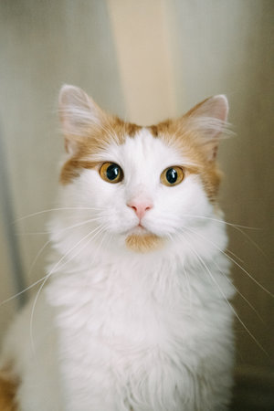 Cute white and red cat with yellow eyes. High quality photoの写真素材