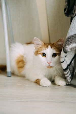 Cute white and red cat with yellow eyes. High quality photoの写真素材