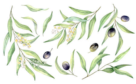 Watercolor black olive, branch and leaves set. Hand painted illustration isolated on white background for designの写真素材