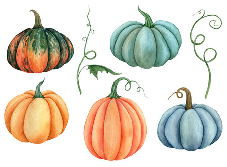 Watercolor pumpkin illustration isolated on the white backgroundの写真素材
