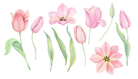 Watercolor pink tulip. Sping flowers isolated on white background.の写真素材