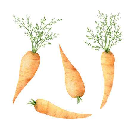 watercolor illustration. Orange carrot with green leaves. Fresh vegetable isolated on white background.の写真素材
