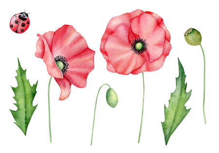 Watercolor red poppies set, hand drawn floral illustration, red wildflowers isolated on a white background.の写真素材