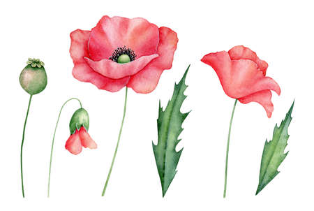 Watercolor red poppies set, hand drawn floral illustration, red wildflowers isolated on a white background.の写真素材