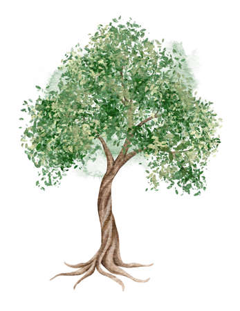 Watercolor Olive tree, Baptism, Wedding invitation, Religious illustrationの写真素材
