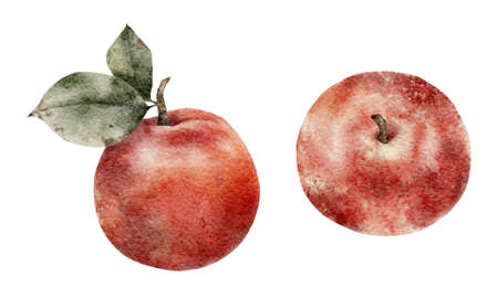 watercolor illustration. Red Apple with green leaves. Fresh fruits isolated on white background.の写真素材