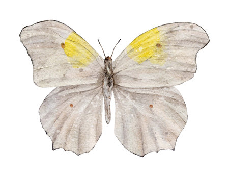 Watercolor white and yellow butterfly. insect. Summer illustration isolated on white background.の写真素材