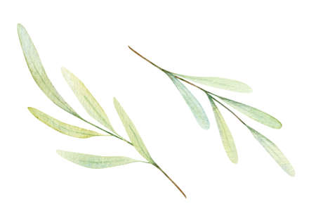 Watercolor olive branch. Greenery illustration isolated on white background for designの写真素材