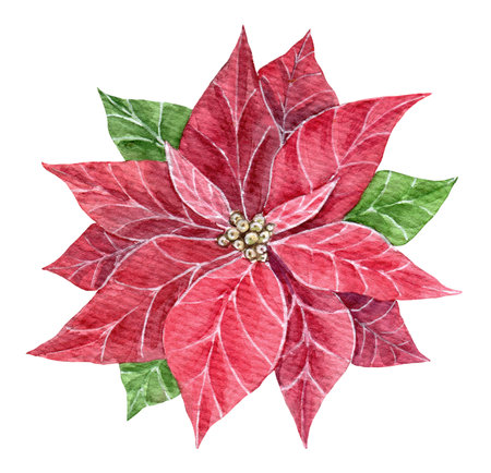 Watercolor Christmas star flower, red poinsettia flowers, hand drawn illustration isolated on white background, perfect for invitation and greeting cards.の写真素材