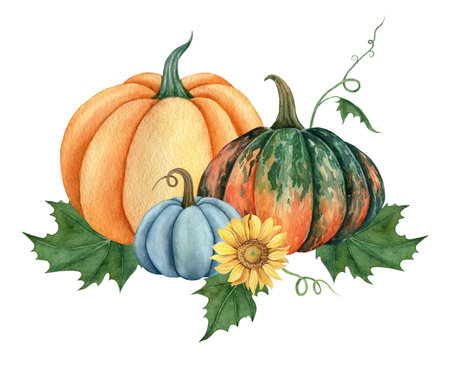 Watercolor pumpkins with leaves and sunflower, Fall illustration isolated on the white backgroundの写真素材
