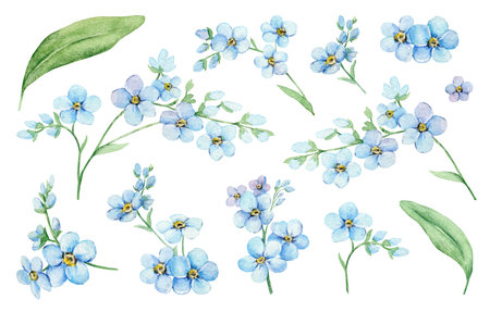 Watercolor Blue Forget-Me-Nots. Greenery Floral Parts. Hand drawn watercolor illustration. decorative design elements.の写真素材