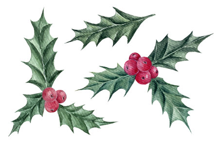 Watercolor Christmas Holly berry, New Year symbol decorative element, hand drawn illustration isolated on white background, perfect for invitation and greeting cards.の写真素材