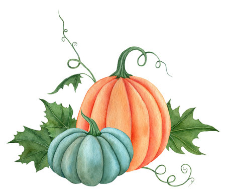 Watercolor pumpkins with leaves, Fall illustration isolated on the white backgroundの写真素材