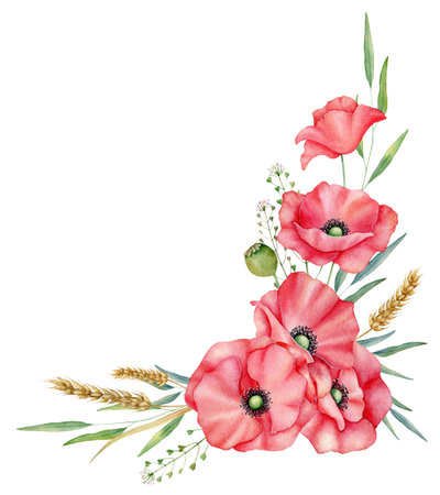 Watercolor red poppies bouquet, hand drawn floral illustration, red wildflowers isolated on a white background.の写真素材