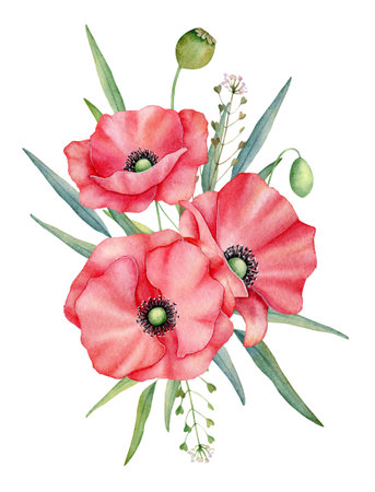 Watercolor red poppies bouquet, hand drawn floral illustration, red wildflowers isolated on a white background.の写真素材