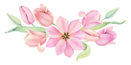 Watercolor pink tulip. Spring flowers isolated on white background. Floral Bouquet, Wreath, Frame. decorative design elements.の写真素材