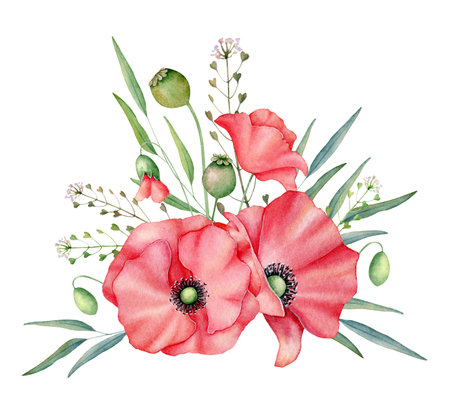 Watercolor red poppies bouquet, hand drawn floral illustration, red wildflowers isolated on a white background.の写真素材