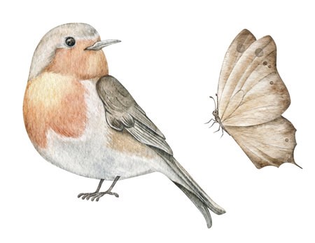 Robin bird and butterfly watercolor illustration. Beautiful song bird Erithacus rubecula. Bright forest animal.の写真素材