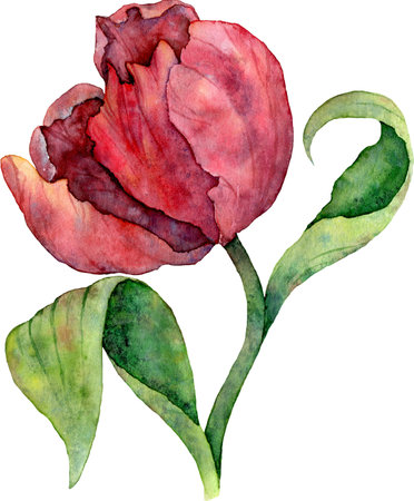 Watercolor red tulip Hand drawn Floral illustration. design elements.の写真素材