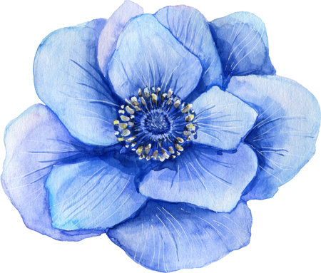 Watercolor blue anemone Hand drawn Floral illustration. design elements.の写真素材