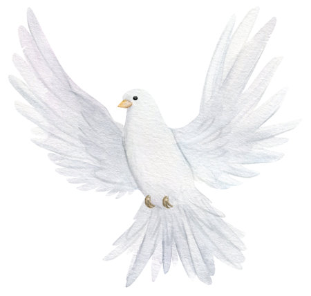 Watercolor white dove. Hand drawn watercolor illustration. decorative design elements.の写真素材