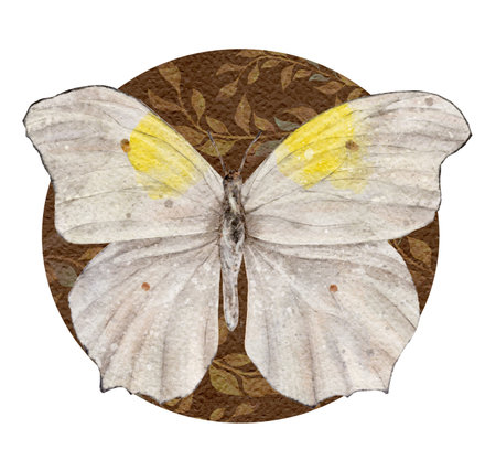 Watercolor white and yellow butterfly. Vintage Insect. Summer illustration isolated on white background.の写真素材