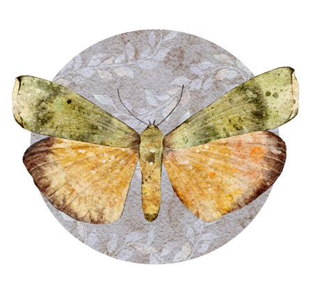 Watercolor green and yellow butterfly. Vintage Insect. Summer illustration isolated on white background.の写真素材