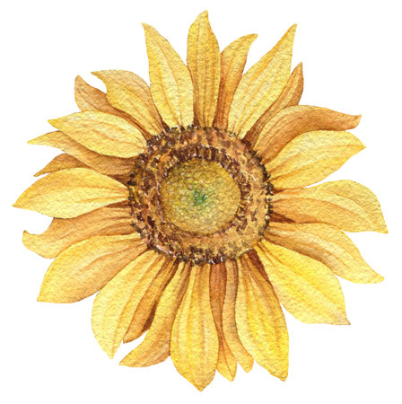 Watercolor sunflowers Hand drawn Floral illustration. design elements.の写真素材