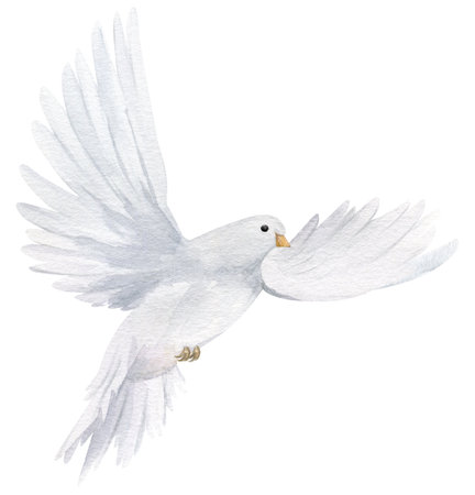 Watercolor white dove. Hand drawn watercolor illustration. decorative design elements.の写真素材