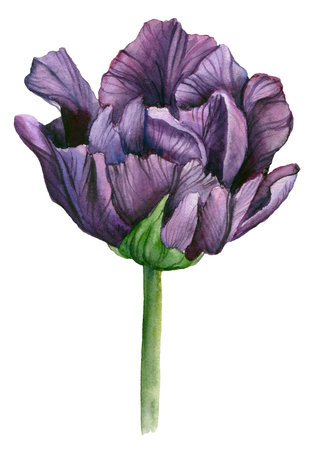 Watercolor purple tulip Hand drawn Floral illustration. design elements.の写真素材